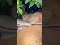 スヤスヤ茶シロさん。#猫動画ショート