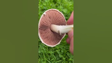 Identify the Field Mushroom 🍄‍🟫 #wildfoodforaging #mushroom #foraging #fungi
