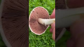 Identify the Field Mushroom 🍄‍🟫 #wildfoodforaging #mushroom #foraging #fungi screenshot 1