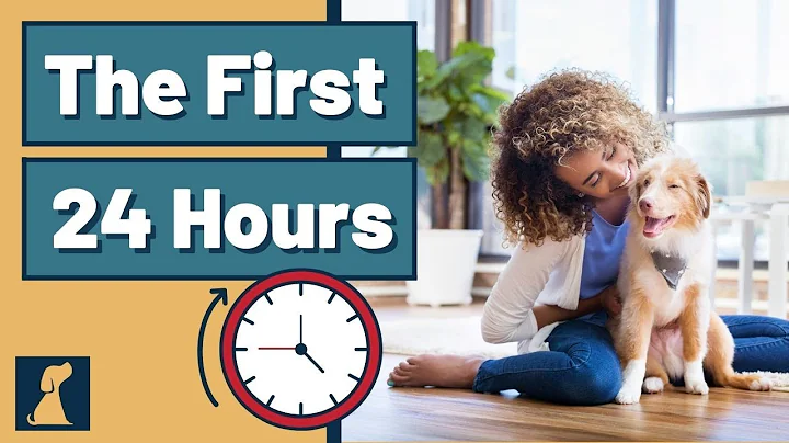 New Puppy Tips Surviving The First 24 Hours