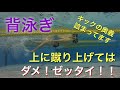 【 背泳ぎ 】【 水泳 】【 競泳 】 キック 蹴り上げてはダメ 浮き続ける為に必要な事