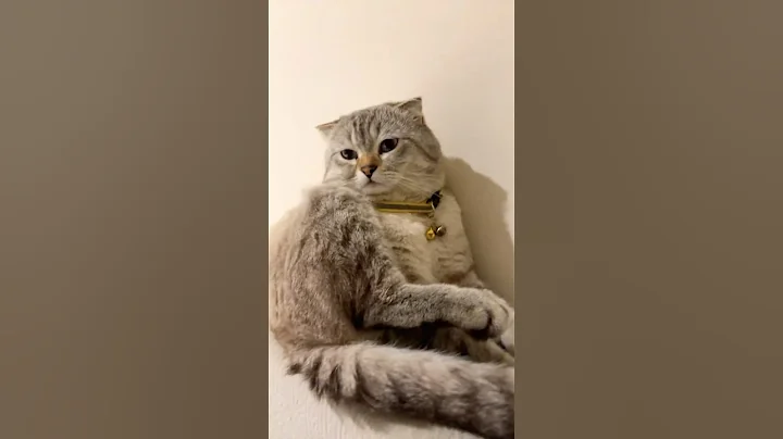 Watch the video about #funny #puppy #pets #cat