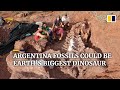 Dinosaur fossils found in Argentina could be from largest creature to have ever walked the Earth