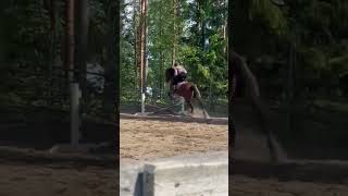 Schnappi😜vaikatkaa mikä on Donnan ee?😼videon pollen siis:)
