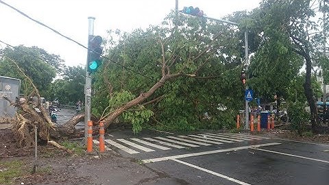 Hujan Deras dan Angin Kencang di Surabaya, Puluhan Pohon Tumbang