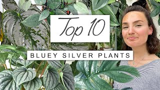 TOP 10 Silvery Blue Plants  My Favourite Amazing Blue House Plants