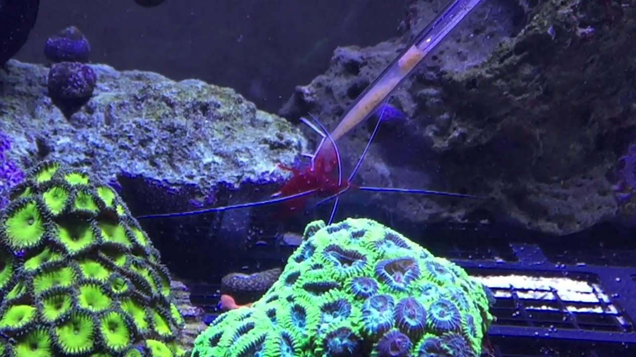 Alimentando Camarão Red Fire! ReefShare