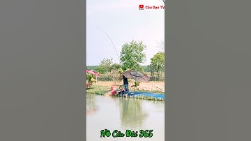 Shorts √ câu cá chép hồ dịch vụ lên cá liên tục @caudaotv7173
