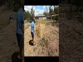 #short #shorts #mowing #edging #cleanup #asmr #satisfying #sbmowing #cleaning #overgrownyard #fyp