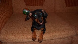 Смешная собака такса бесится. Смешное видео про собак. (Dachshund. Funny video about dogs.) Смешная собака такса бесится. Смешное видео про собак. (Dachshund. Funny video about dogs.)