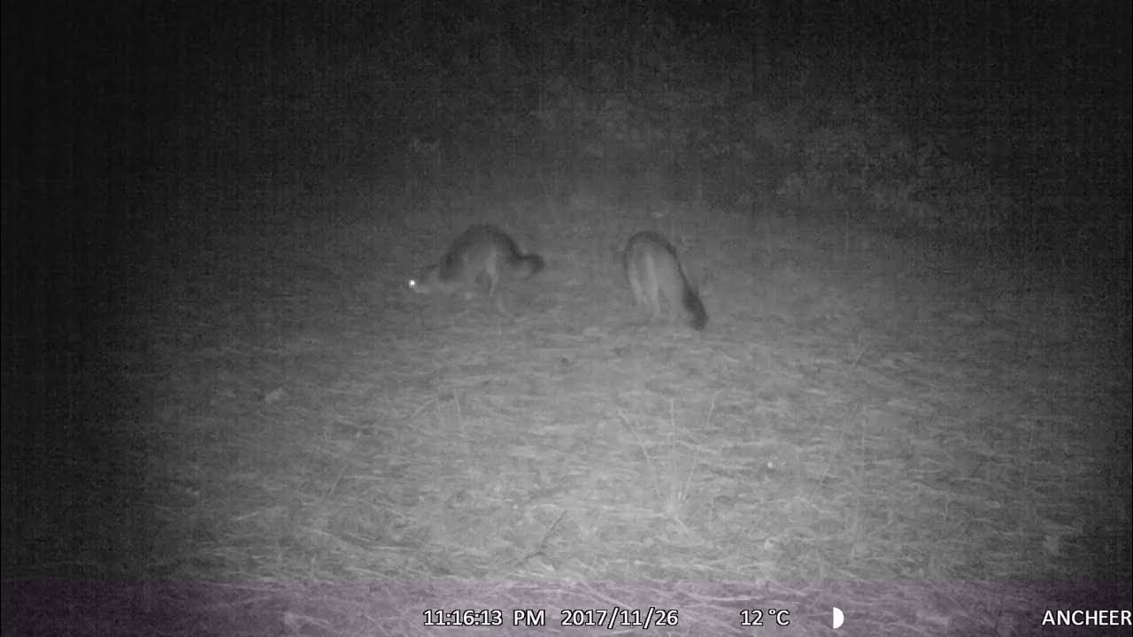 Foxes – Colorado - YouTube