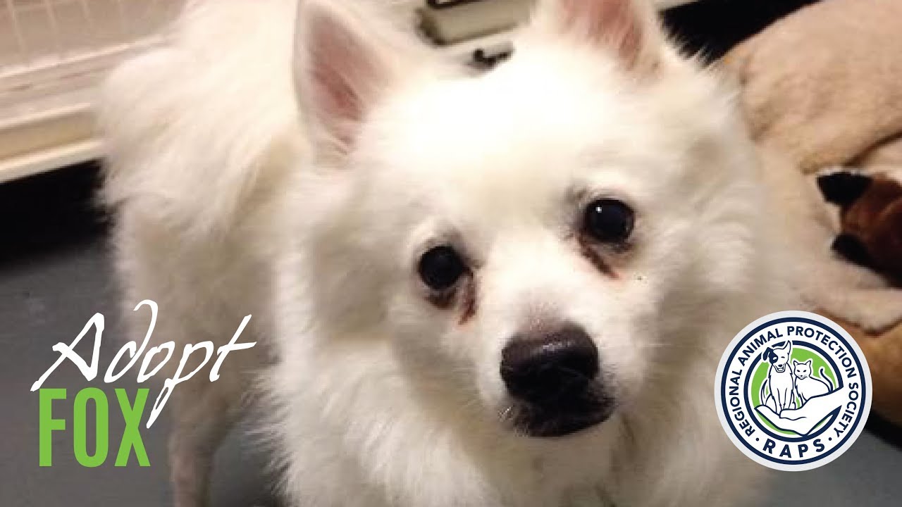 sanctuary spa covent garden RAPS Adopt Fox