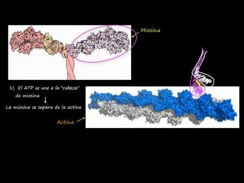 Video: ¿Cómo interactúa la miosina y la actina?