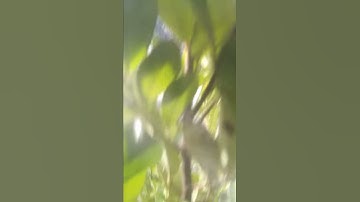 Corona Assassin Bugs. Lol