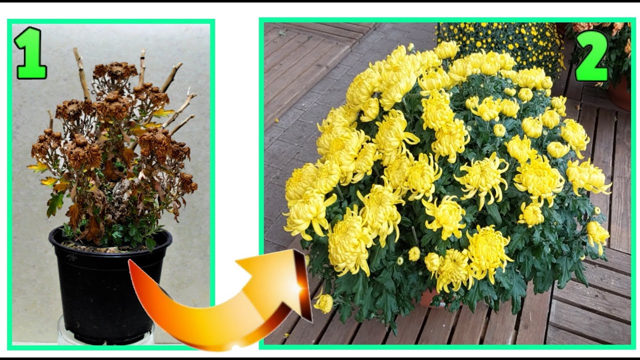 НИКТО ВАМ НЕ ГОВОРИТ!!! НО ХРИЗАНТЕМЫ ВЕЧНЫ, НЕ ВЫБИРАЙТЕ ИХ: ПРОСТО СДЕЛАЙТЕ ЭТО, ЧТОБЫ СОЗДАТЬ БЕС