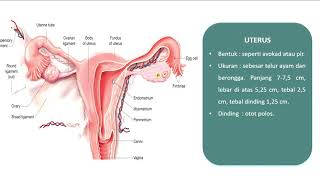 ANC-1 : Anatomi Fisiologi Organ Reproduksi Wanita