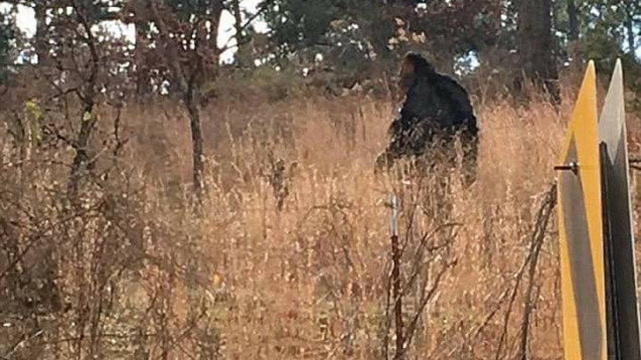 Yowie - Introduction