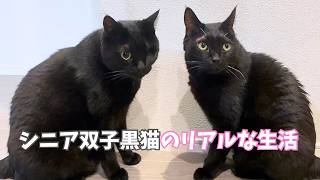 シニア猫って実際どう過ごしているの？9歳の双子黒猫の生活に密着してみた！Morning編