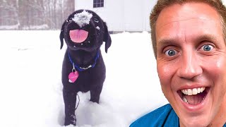Cute Dogs Reacting to Snow for First Time 🤣❄️ First Time Watching