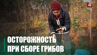 10 случаев отравления грибами зафиксировано на Гомельщине