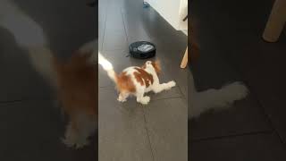 Cavalier King Charlie „ R2-D2”