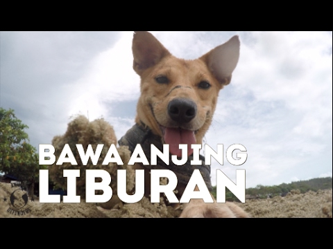 Video: Daftar Periksa Penting Untuk Perjalanan Dengan Anjing