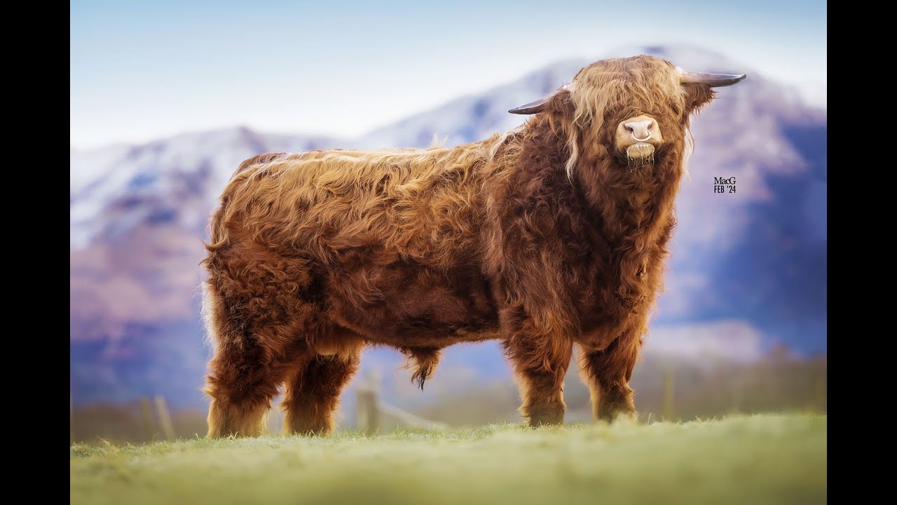 LOT 2 - Harry of Sguir Mor - YouTube