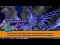 Rybka - Perutýn ohnivý -  Pterois volitans