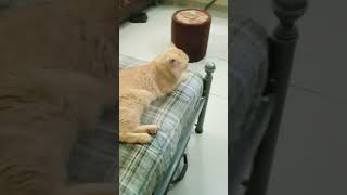 pudding or Leo ki morning #cat #cute #like # or subscribe kare