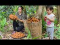 Harvest turmeric goes to market sell  growing processing  cooking from turmeric  l phc an