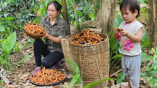Harvest Turmeric Goes to market sell - Growing, Processing & Cooking From Turmeric - Lý Phúc An