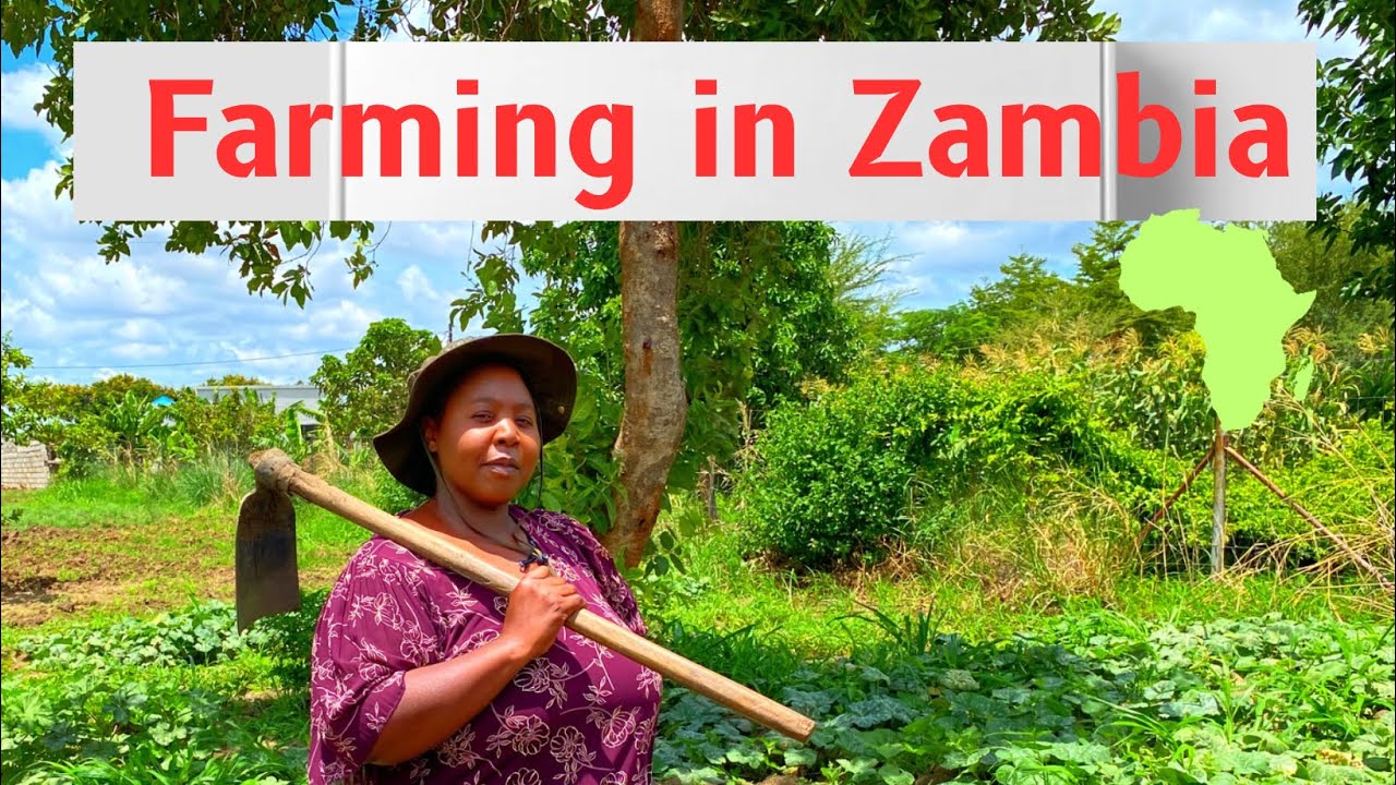 Rainy Season Farming Homesteading In Lusaka, Zambia Africa YouTube
