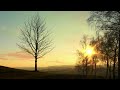 free , Tree sunset clouds  Hd 4k