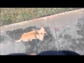 Out of Control Chihuahua Learns Obedience and Manners- Take the Lead K9 Training Out of Control Chihuahua Learns Obedience and Manners- Take the Lead K9 Training