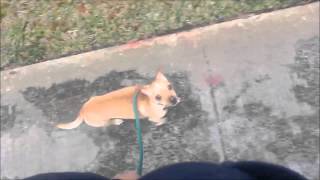 Out of Control Chihuahua Learns Obedience and Manners Take the Lead K9 Training