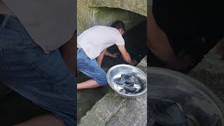 [Rural Daily Life] Catching River Clams by the Stream, Real Life