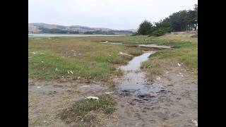 Doran Beach at Low Tide 1st Day of Summer 2026 (Part 2)