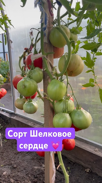 🍅 ️Сорт Шелковое Сердце - YouTube
