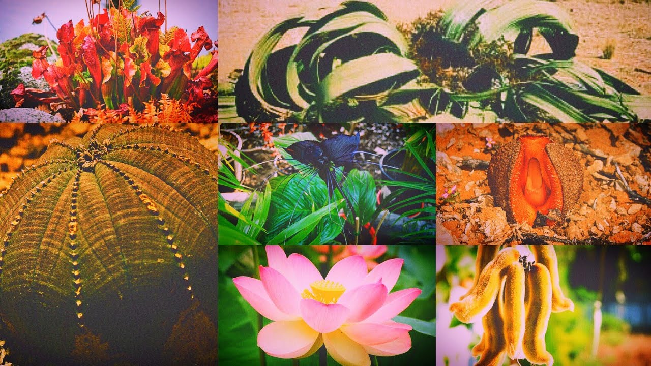 Top 10 Weird plants around the world YouTube