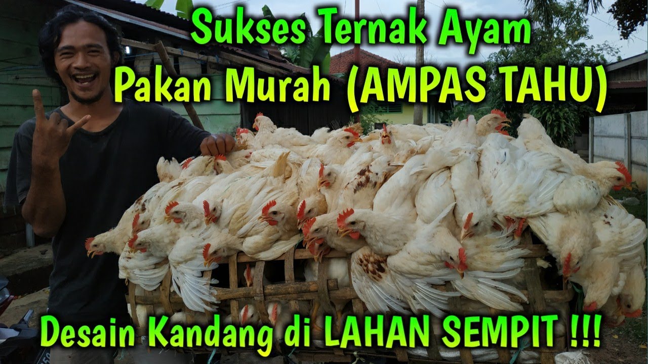 Sukses Ternak Ayam  Menggunakan Pakan Murah AMPAS TAHU 