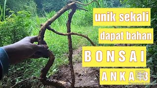 Huntingberburu Bonsai Serut Dapat Anka 13