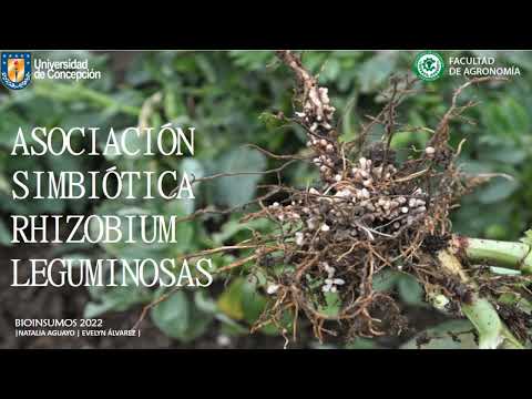 Video: ¿En nódulos de raíces de leguminosas?
