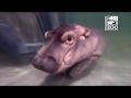 Baby Hippo Fiona - Episode 4 More to Explore - Cincinnati Zoo