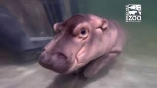 Baby Hippo Fiona  Episode 4 More to Explore  Cincinnati Zoo