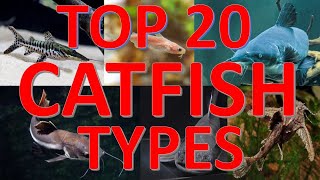 TOP 20 Catfish Types With Their Body Size