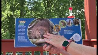 Anytime Story with Miss Lisa-Beavers Wetland Architects-7/15/2024
