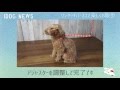 iDog&iCat ワンタッチハーネス