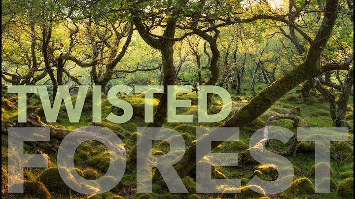 Twisted Forest I Woodland COMPOSITION Tips