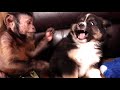 Monkey vs. Puppy!