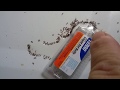 How To Get Rid of Ants in Your Home   Terro Ant Bait Review